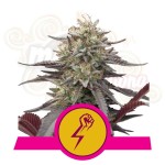 ROYAL QUEEN SEEDS - Green Crack Punch 