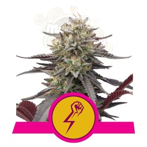 ROYAL QUEEN SEEDS - Green Crack Punch 