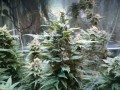 ROYAL QUEEN SEEDS - HulkBerry