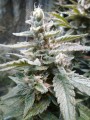 ROYAL QUEEN SEEDS - HulkBerry