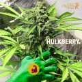 ROYAL QUEEN SEEDS - HulkBerry