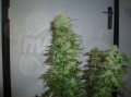 ROYAL QUEEN SEEDS - HulkBerry