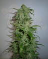 ROYAL QUEEN SEEDS - HulkBerry