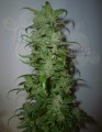 ROYAL QUEEN SEEDS - HulkBerry
