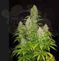 ROYAL QUEEN SEEDS - HulkBerry