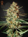 GREEN HOUSE SEEDS - Himalaya Gold