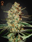 GREEN HOUSE SEEDS - Himalaya Gold