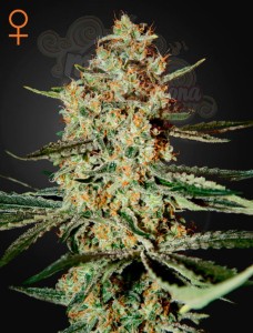 GREEN HOUSE SEEDS - Himalaya Gold