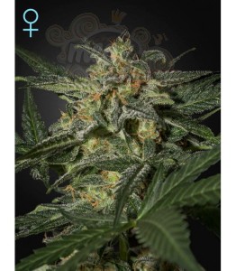 GREEN HOUSE SEEDS - White Widow Auto