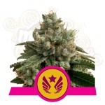 ROYAL QUEEN SEEDS - Legendary Punch