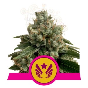 ROYAL QUEEN SEEDS - Legendary Punch