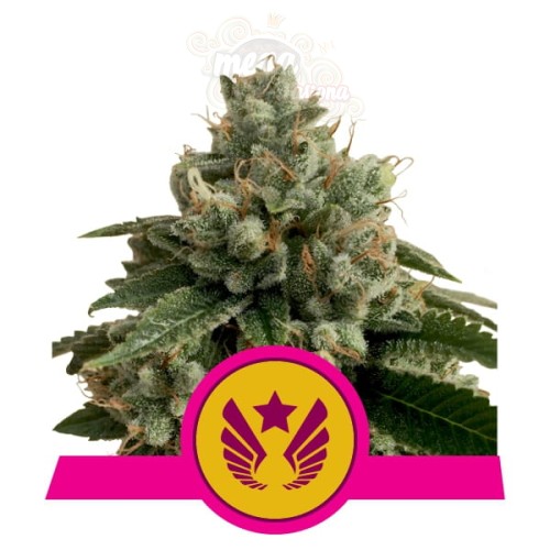 ROYAL QUEEN SEEDS - Legendary Punch