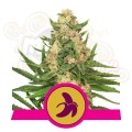 ROYAL QUEEN SEEDS - Fat Banana