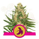 ROYAL QUEEN SEEDS - Fat Banana