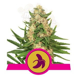 ROYAL QUEEN SEEDS - Fat Banana