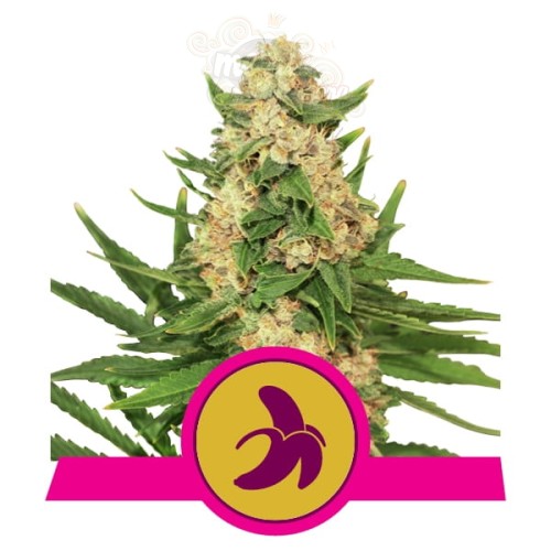 ROYAL QUEEN SEEDS - Fat Banana