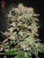 GREEN HOUSE SEEDS - Kalashnikova