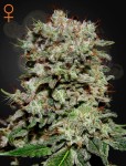 GREEN HOUSE SEEDS - Kalashnikova