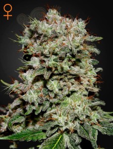 GREEN HOUSE SEEDS - Kalashnikova