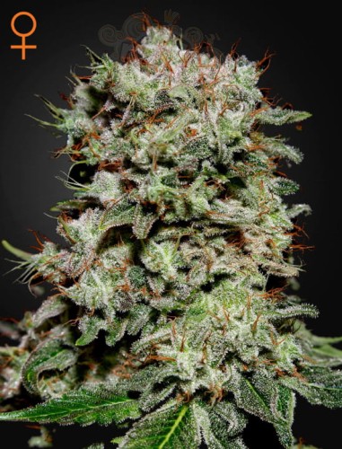 GREEN HOUSE SEEDS - Kalashnikova