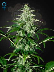 GREEN HOUSE SEEDS - Kalashnikova Automatic