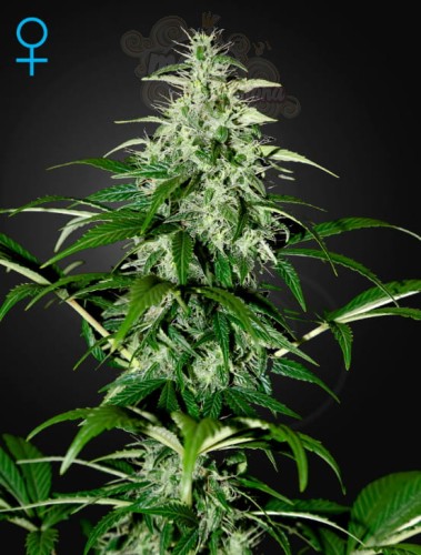 GREEN HOUSE SEEDS - Kalashnikova Automatic