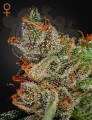GREEN HOUSE SEEDS - King's Kush