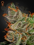GREEN HOUSE SEEDS - King's Kush