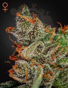 GREEN HOUSE SEEDS - King's Kush