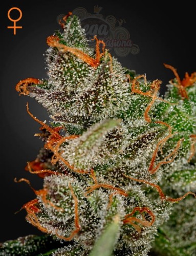 GREEN HOUSE SEEDS - King's Kush