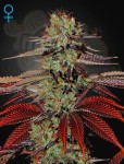 GREEN HOUSE SEEDS - King’s Kush Auto