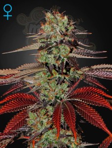 GREEN HOUSE SEEDS - King’s Kush Auto