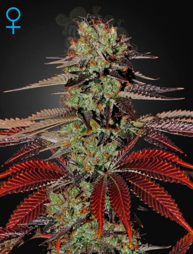 GREEN HOUSE SEEDS - King’s Kush Auto