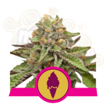 ROYAL QUEEN SEEDS - Green Gelato