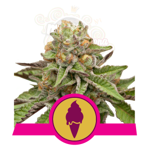 ROYAL QUEEN SEEDS - Green Gelato