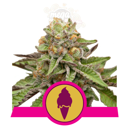 ROYAL QUEEN SEEDS - Green Gelato