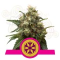  ROYAL QUEEN SEEDS - ICE