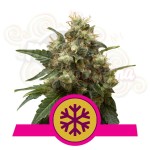  ROYAL QUEEN SEEDS - ICE