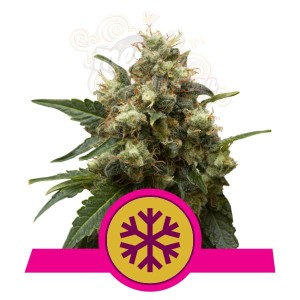  ROYAL QUEEN SEEDS - ICE