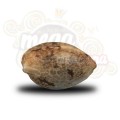  ROYAL QUEEN SEEDS - ICE