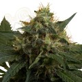  ROYAL QUEEN SEEDS - ICE