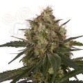  ROYAL QUEEN SEEDS - ICE