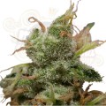  ROYAL QUEEN SEEDS - ICE