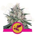 ROYAL QUEEN SEEDS - Honey Cream (Fast Flowering)