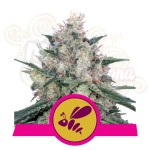 ROYAL QUEEN SEEDS - Honey Cream (Fast Flowering)