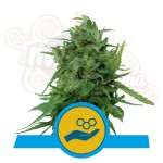 ROYAL QUEEN SEEDS -  Solomatic CBD