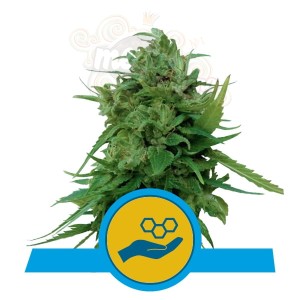 ROYAL QUEEN SEEDS -  Solomatic CBD
