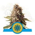  ROYAL QUEEN SEEDS - Euphoria CBD