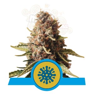  ROYAL QUEEN SEEDS - Euphoria CBD
