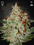 GREEN HOUSE SEEDS - Lemon Skunk